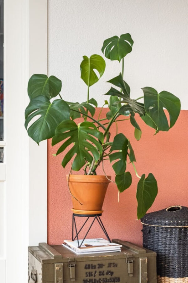 Monstera Deliciosa - Image 2